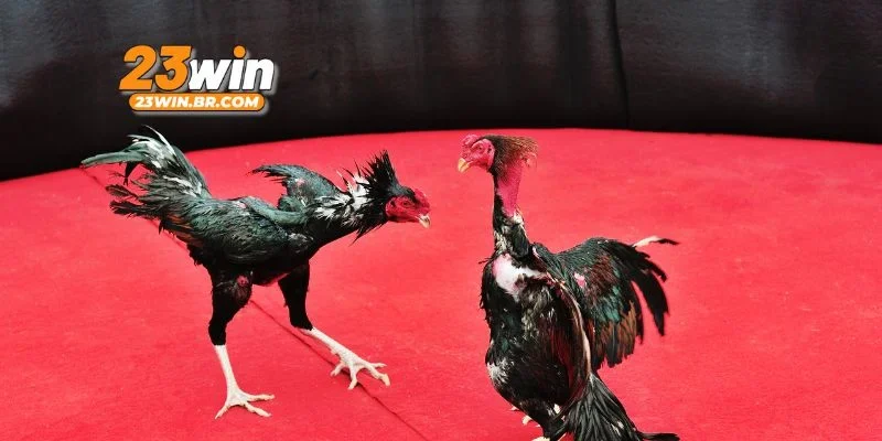 Hướng dẫn tân binh tham gia chọi gà cựa dao an toàn